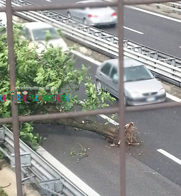 Albero cade sull'Autostrada