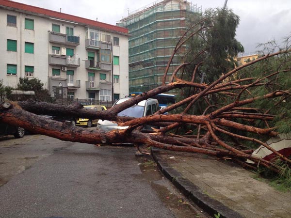 albero cade su auto in sosta