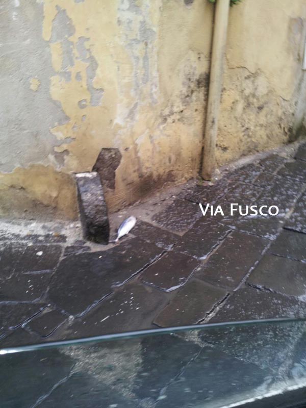 a Via C.Fusco arrivano i Pesci...